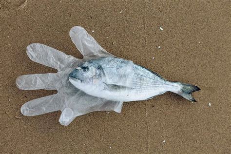 Plastikmüll Im Meer Der Schockierende Zustand Der Meere