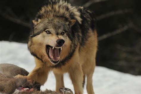Wolves Feeding Wolf Bleach Anime Werewolf