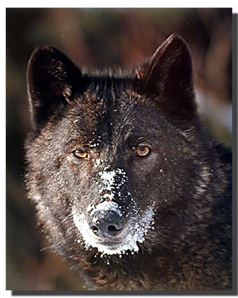 Black Wolf Poster Animal Posters Wolf Posters