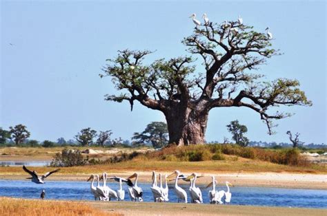 Baobab Siné Saloum Senegal Paysages Du Monde Paysage Voyage Sénégal