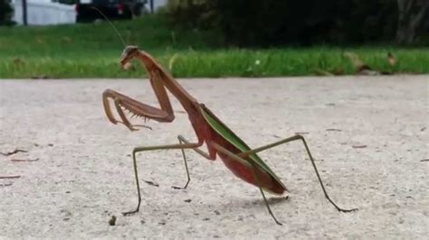 Praying Mantis Eats A Snack Youtube