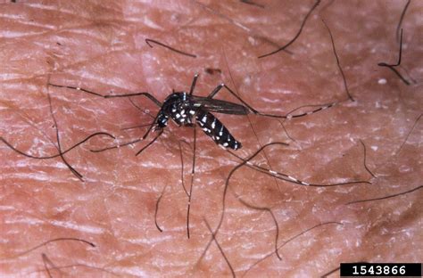 Asian Tiger Mosquito Aedes Albopictus Diptera Culicidae 1543866