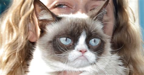 Cats Offer The Grumpiest Twitter Tributes To Grumpy Cat Huffpost Weird News