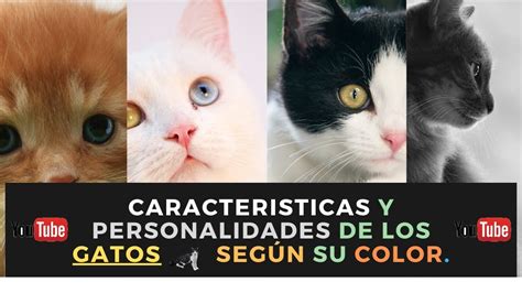 Ataque Chocar Saco Colores De Los Gatos Y Su Significado Hada Compañero