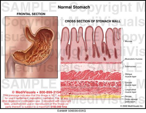 Medivisuals Normal Stomach Medical Illustration