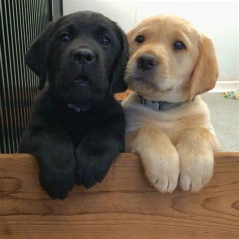 17 Adorable Photos Of Puppies Who Already Found Their Best Friends For Life