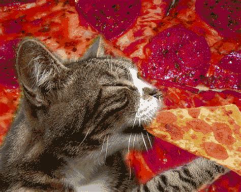 Trippy Cat Eating Pizza Pictures Photos And Images For Facebook