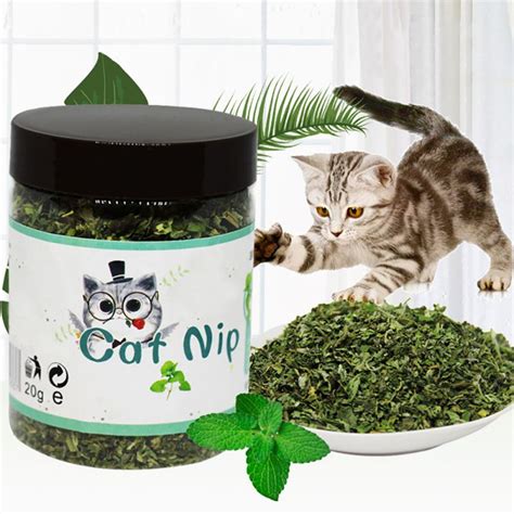 Sulfadimethoxine is commonly used to treat coccidiosis in canada, but it is coccidiostatic rather than the coccidia isospora felis and isospora rivolta are intestinal parasites occurring worldwide in domestic cats. Natural Catnip Organic Premium Catnip Catmint Menthol ...