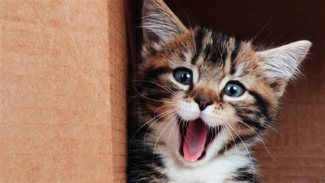 15 Things You Never Knew About Cats