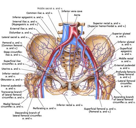 Bekken Circulatie Medical Anatomy Human Anatomy Human Body Anatomy