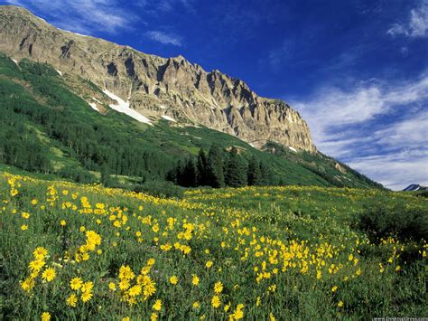 Desktop Wallpapers Natural Backgrounds Alpine Meadow Near Crested