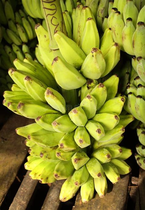 Green Bananas Yangon Myanmar Stock Photo Image Of Palm Asia 29276114