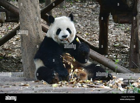 Giant Panda Pandabär Ailuropoda Melanoleuca Chengdu Research Base Of