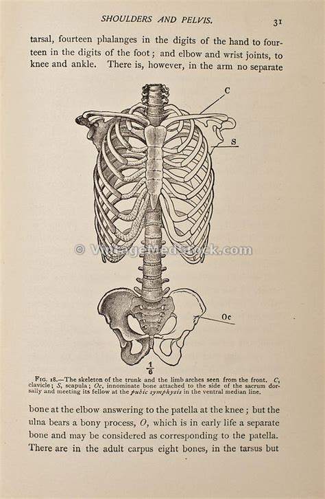 Vintagemedstock Skeletal Torso Showing Ribcage And Pelvis