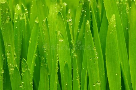 Green Grass With Dew Drops Stock Photo Image Of Growth Transparent
