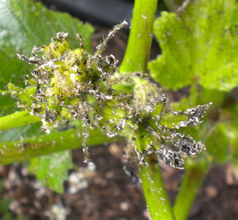 The Aphid Infestation And A Couple Of Other Things