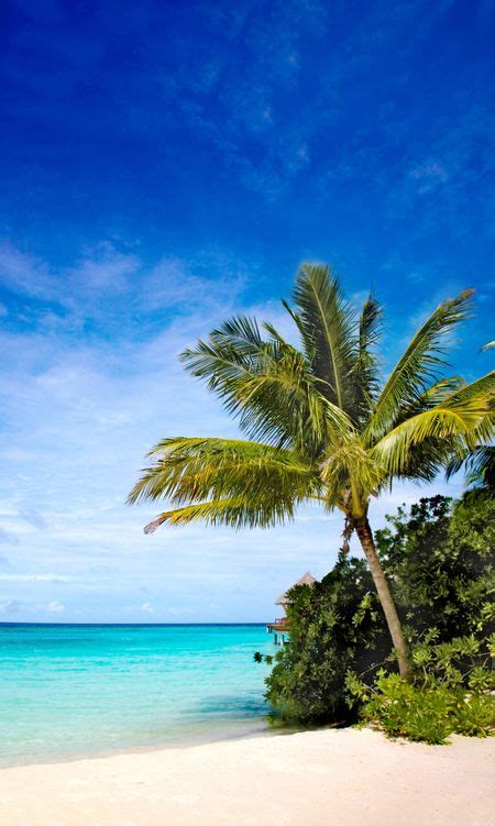 Palm Tree In A Tropical Beach On A Sunny Day Freestock