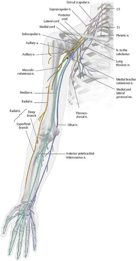 Images Anatomy Medical Anatomy Subcutaneous Tissue