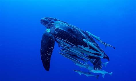 Leatherback Turtle Facts Worldatlas