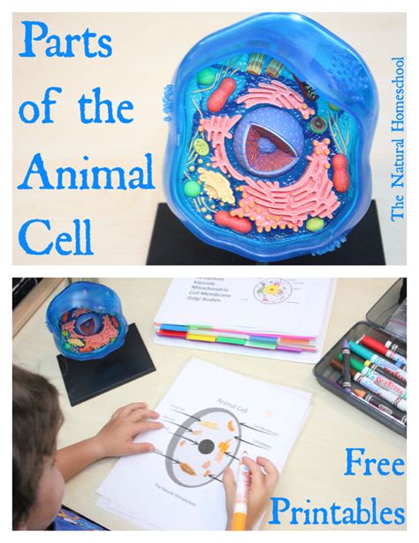 This collection of animal and plant cell worksheets strikes a balance between cognitive and psychomotor domains of learning and offers a conceptual grounding in cell biology. FREE Animal Cell Worksheets and Lesson | Free Homeschool ...