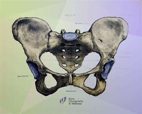 Pelvis 💀 The Pelvic Girdle Is Formed By A Single Hip Bone 🦴 The Hip