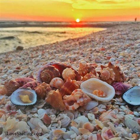 Sea Shells Sanibel Captiva Island
