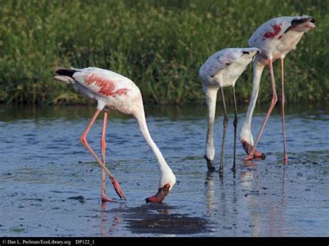 Ecolibrary Display Flamingos Feeding