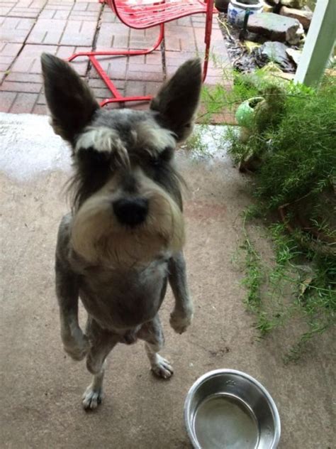 16 Reasons Schnauzers Are Not The Friendly Dogs Everyone Says They Are