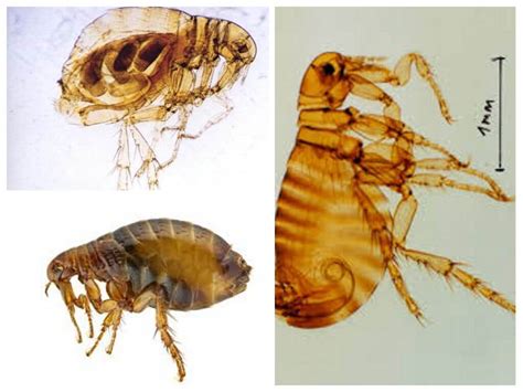 Human Flea Photo How To Get Rid Of Means And Medicine