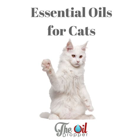 They have a powerful fragrance (or essence) of that plant. Can You Use Essential Oils With Cats? - The Oil Dropper