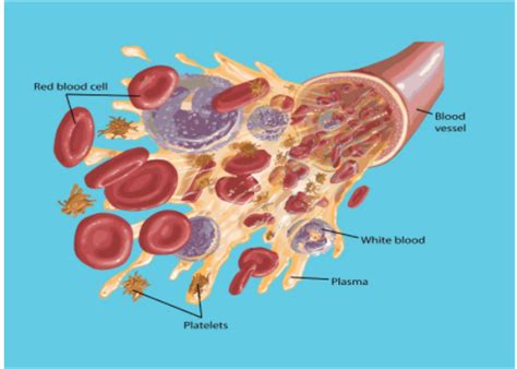 Name The Three Important Blood Proteins Are Seen In The Plasma Add A