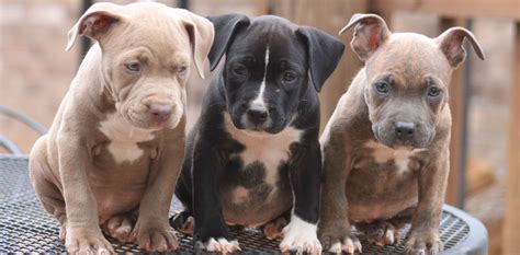 Pit Bull Puppies - Getting Started Raising Them Right