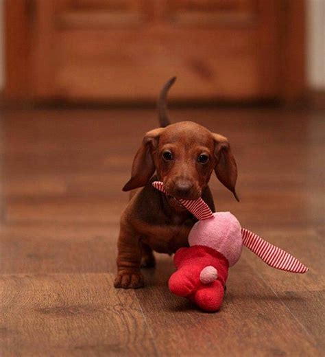 Check spelling or type a new query. Pin auf Hunde