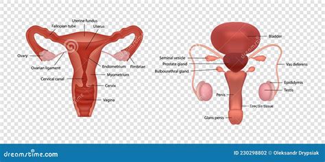 Realistic Illustrations Of Male And Female Human Reproductive Systems