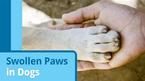 Swollen Puppy Paw Pads One Of The Most Prevalent Problems In Pugs