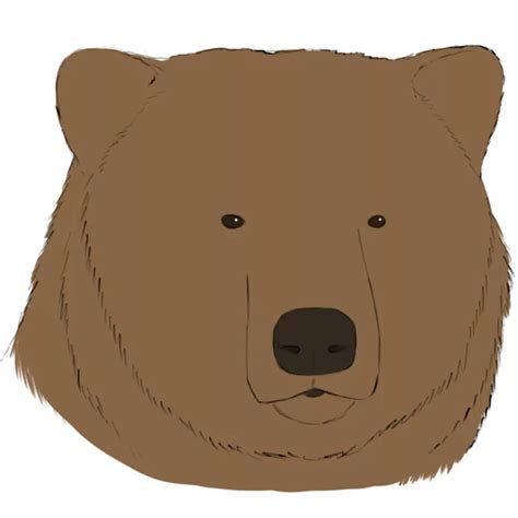 Grizzly Bear Face Sketch