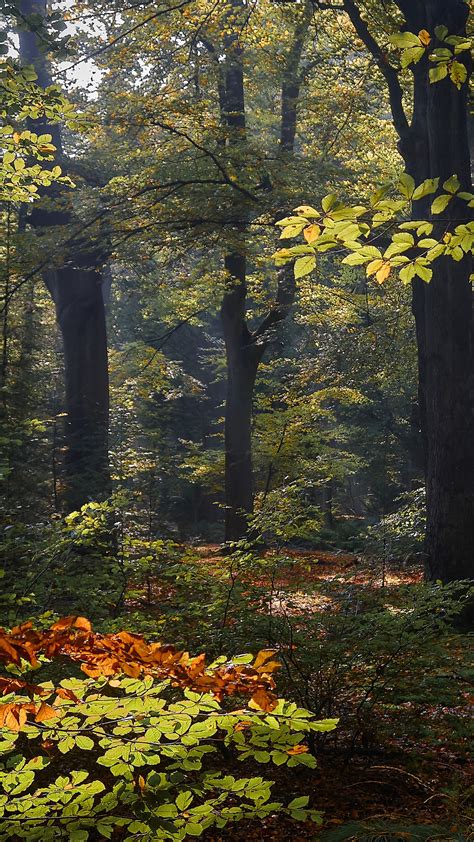 Netherlands Forest 4k 5k Hd Nature Wallpapers Hd