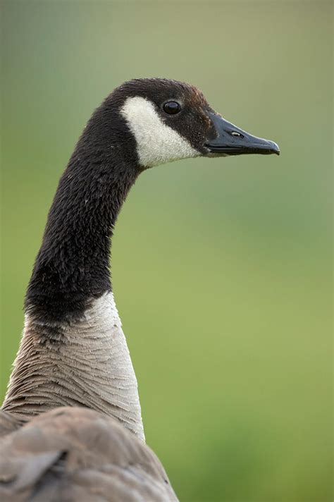 Canada Goose Up Close By Jestephotography On Deviantart