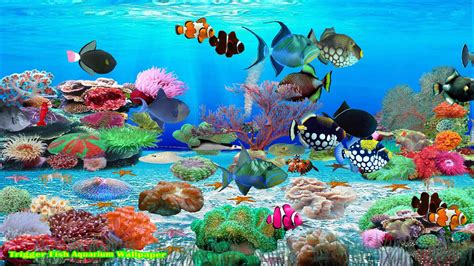The Best Aquarium Screensaver Daseveryday
