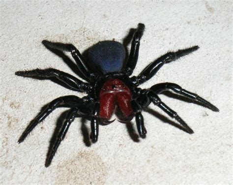 Filemale Mouse Spider Wikimedia Commons