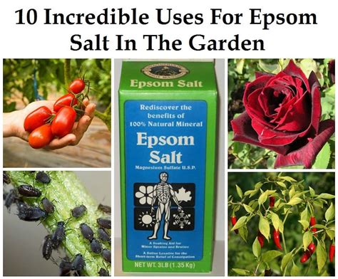 10 Incredible Uses For Epsom Salt In The Garden Awesome Tips For Keeping It Organic In The