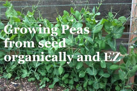 How To Grow Peas From Seed Organic Vegetable Gardening Youtube