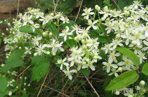 Clematis Virginiana The Real One Dont Plant The Other One Clematis
