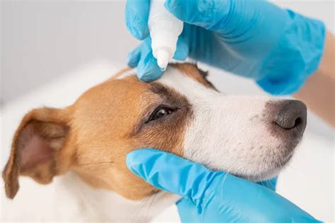 Yaşlı Köpeklerde Görülen Hastalıklar Kolaymama Blog