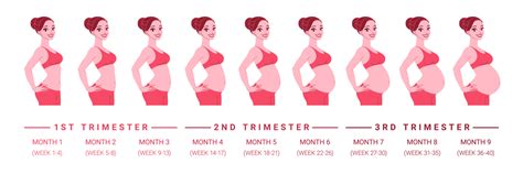 Top Imagenes De Semanas De Embarazo Destinomexico Mx