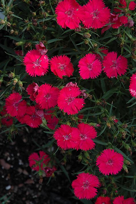 Maybe you would like to learn more about one of these? Ideal Select Rose Pinks (Dianthus 'Ideal Select Rose') in ...