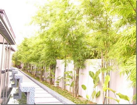 Clumping Bamboo Landscape Privacy Screen And Decoration Ideas In 2020