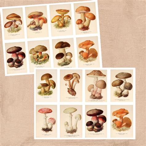 Mushrooms Journal Printable Kit A4 Format Vintage Mushrooms Etsy