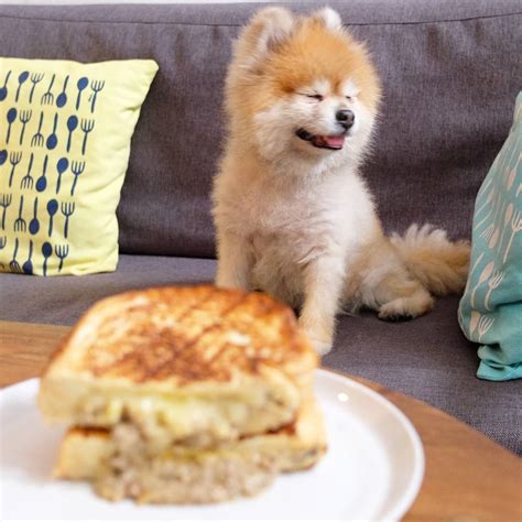 8 Kafe di Jakarta Dog Friendly, Cocok Jadi Tempat Nongkrong Bareng