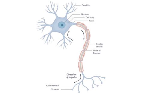 The Anatomy Of Neurons Human Biology